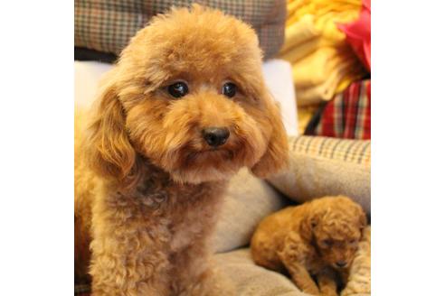 販売中のトイプードルの親犬